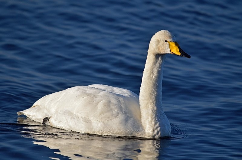 Whooper Swan - Whooper and Bewick's Swans