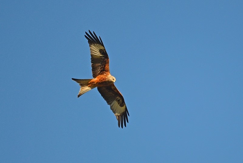 Red Kite