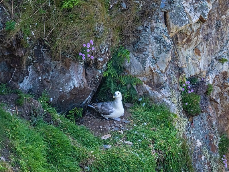 Fulmar - Fulmars