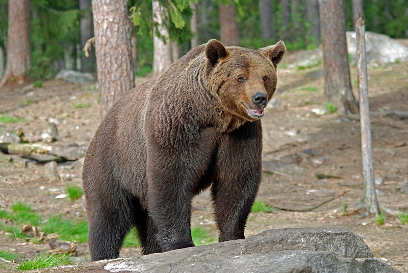 Brown Bear - North Finland and north Norway - May and June 2009