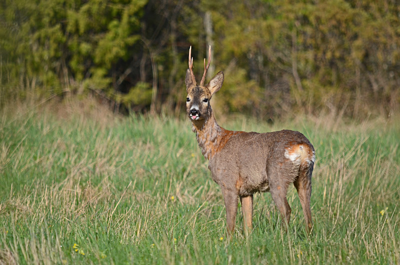 Roe Deer - Estonia