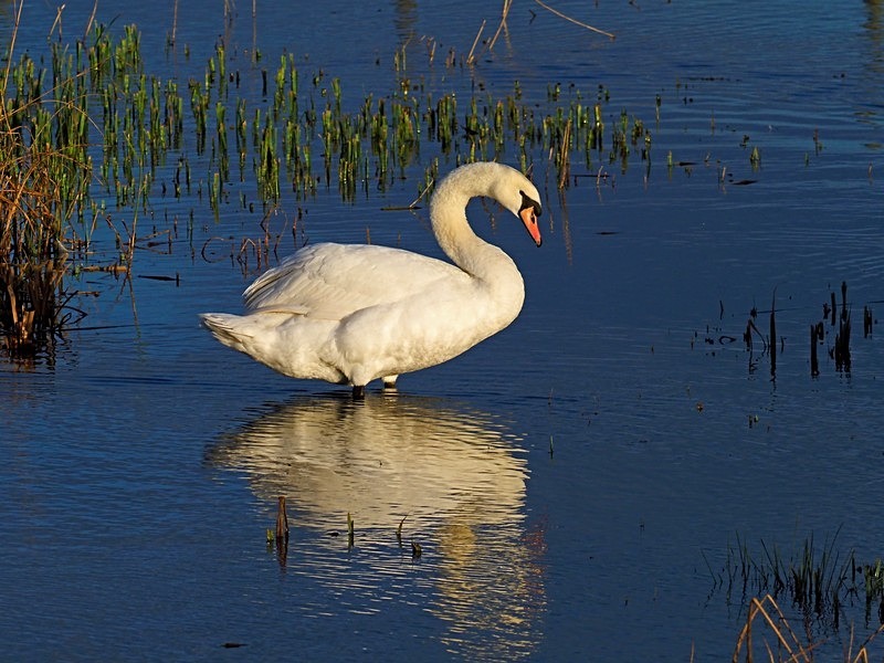 Mute Swan - Mute Swans