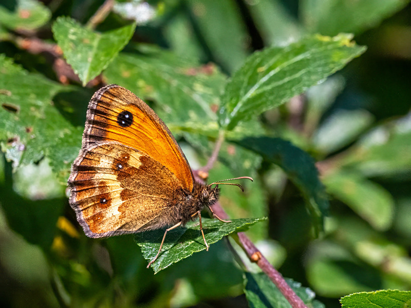 Gatekeeper - Latest photos