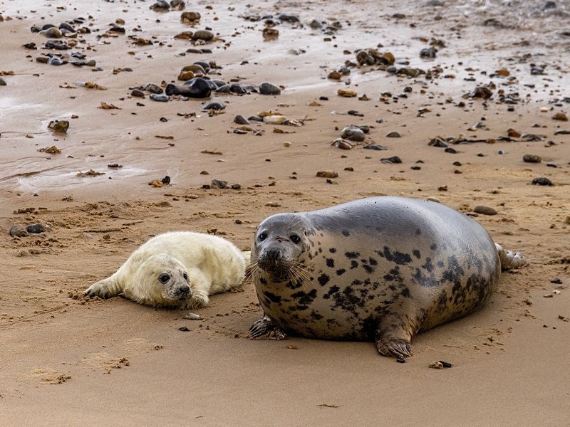 Atlantic Grey Seal - Atlantic Grey Seals