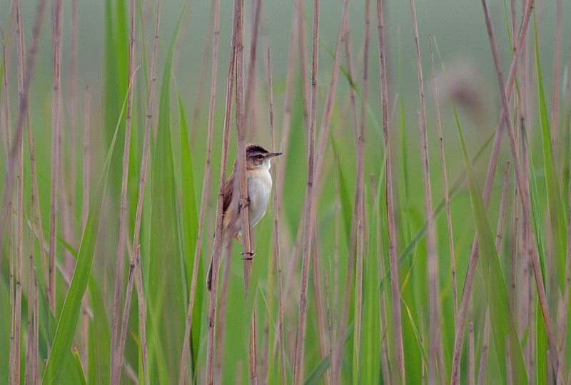 Paddyfield Warbler - Bulgaria