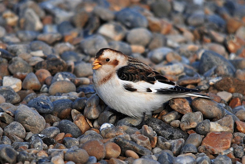 Snow Bunting - Buntings