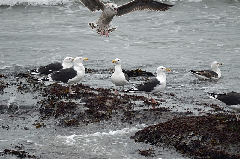 Great Black-backed Gulls - Ireland - January and February 2020