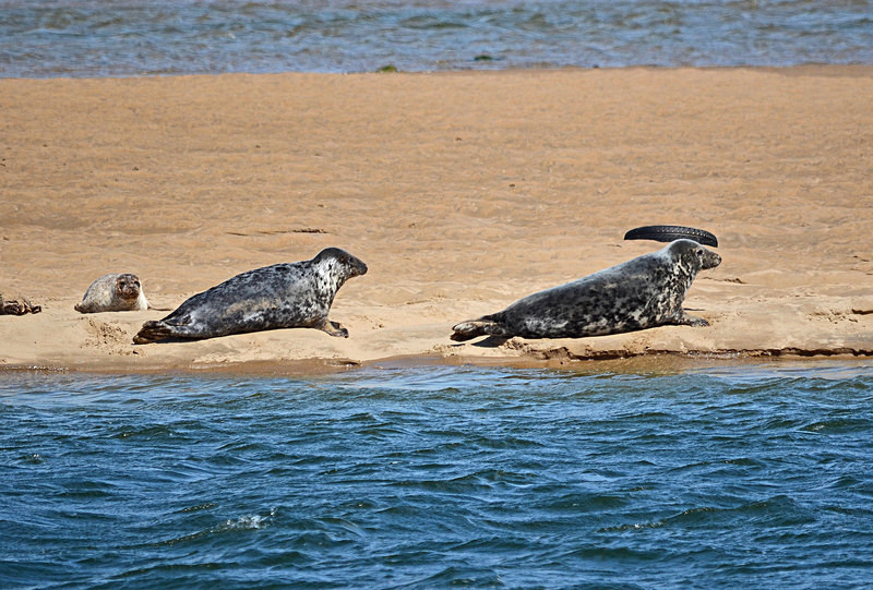 Common Seals - Common Seals