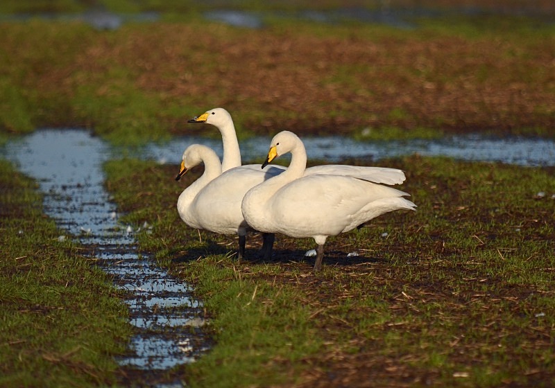 Whooper Swans - Whooper and Bewick's Swans