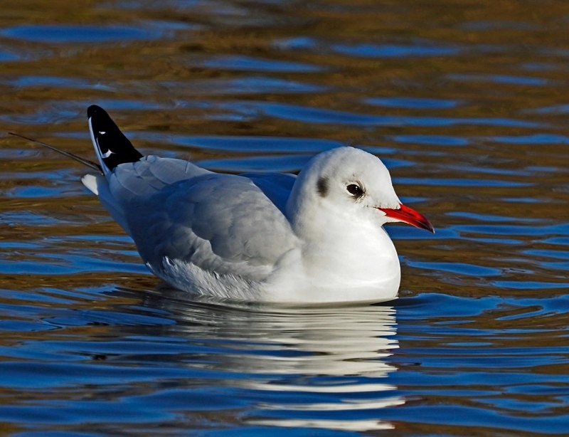 Black-headed Gull - Gulls