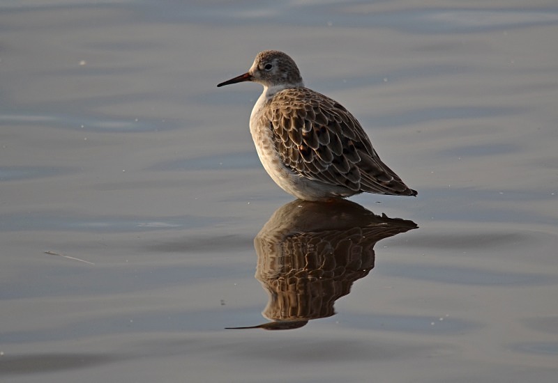 Ruff - Sandpipers