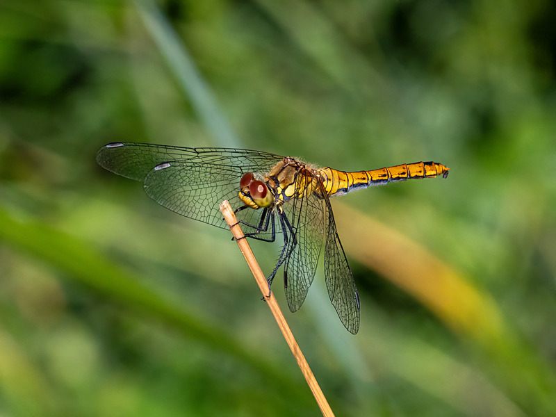 Ruddy Darter - Latest photos