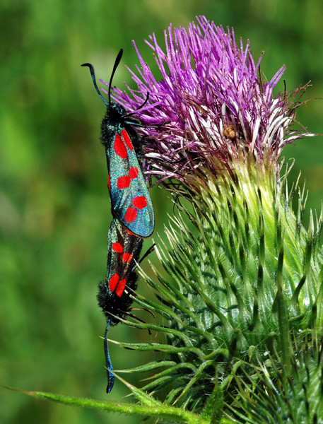 Six-Spot Burnet - Moths