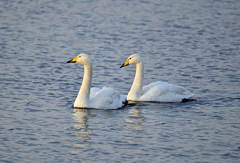 Whooper Swans - Whooper and Bewick's Swans