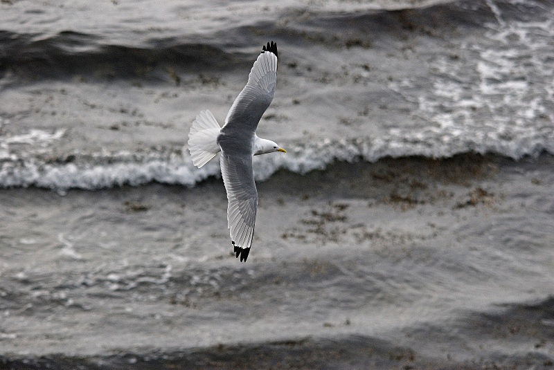 Kittiwake - Norway