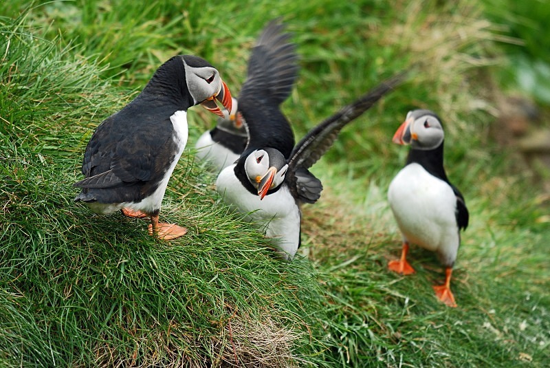 Puffins - Puffins
