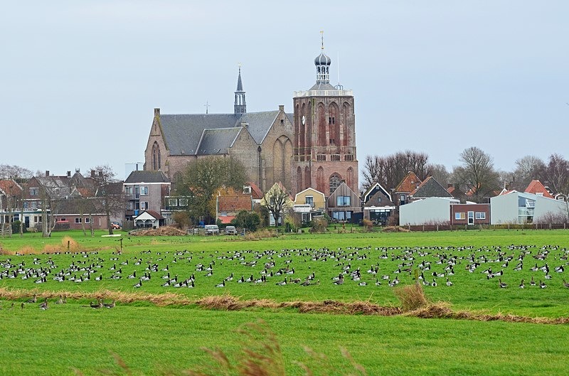 Barnacle Geese - Netherlands - December 2019