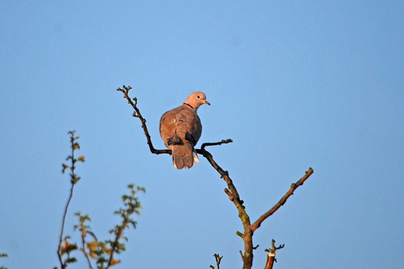 Collared Dove - Pigeons and doves