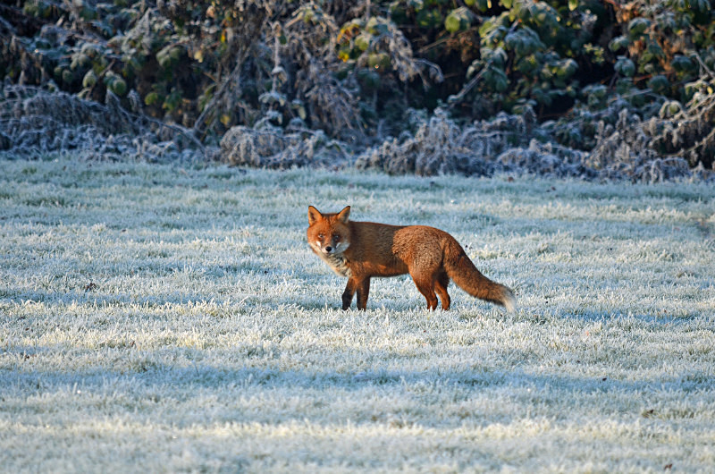 Red Fox - Red Foxes