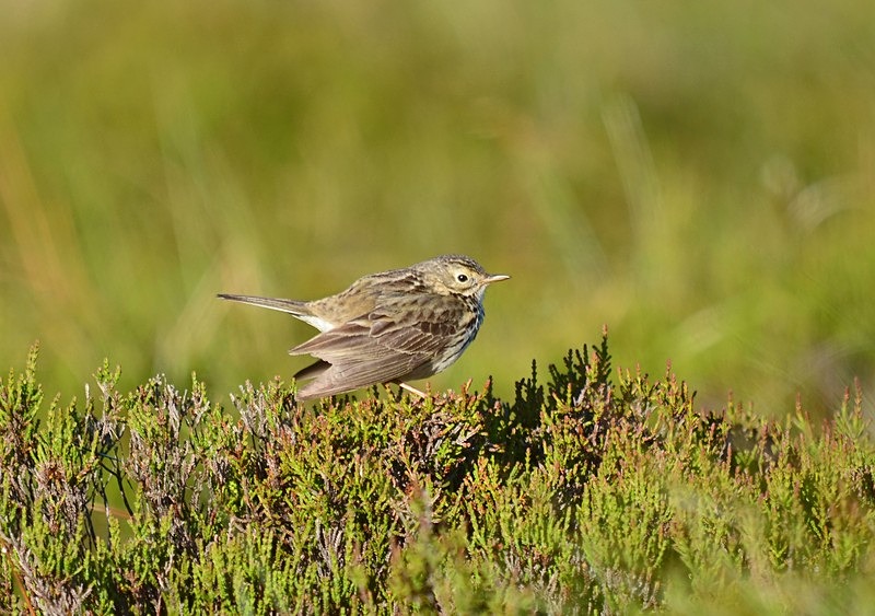 Meadow Pipit - Pipits