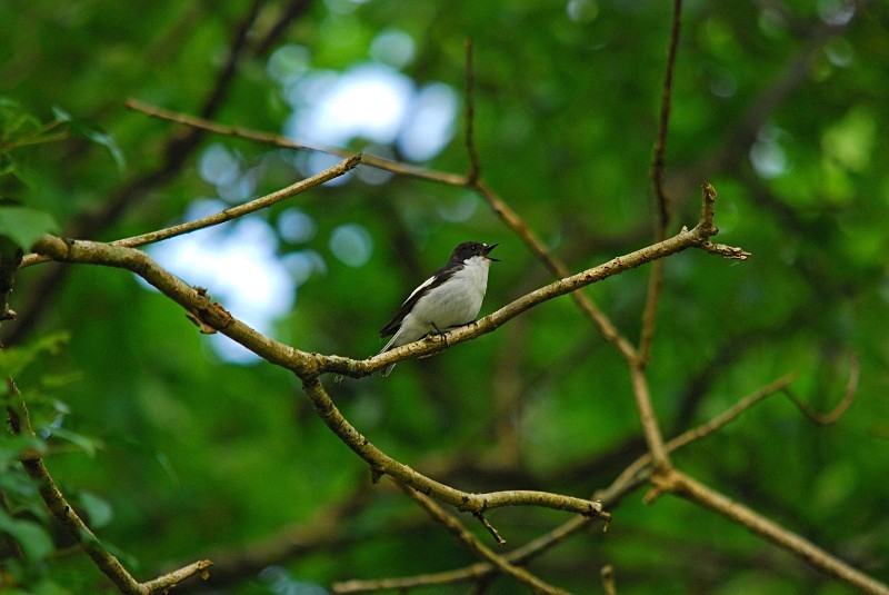 Pied Flycatcher - Flycatchers