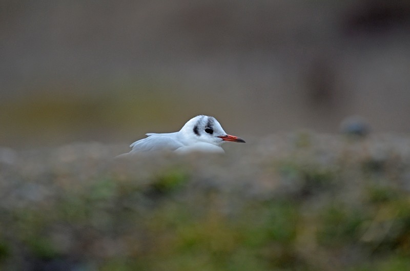 Black-headed Gull - Gulls