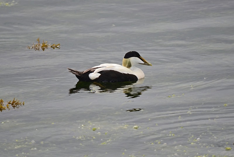 Eider - Diving ducks