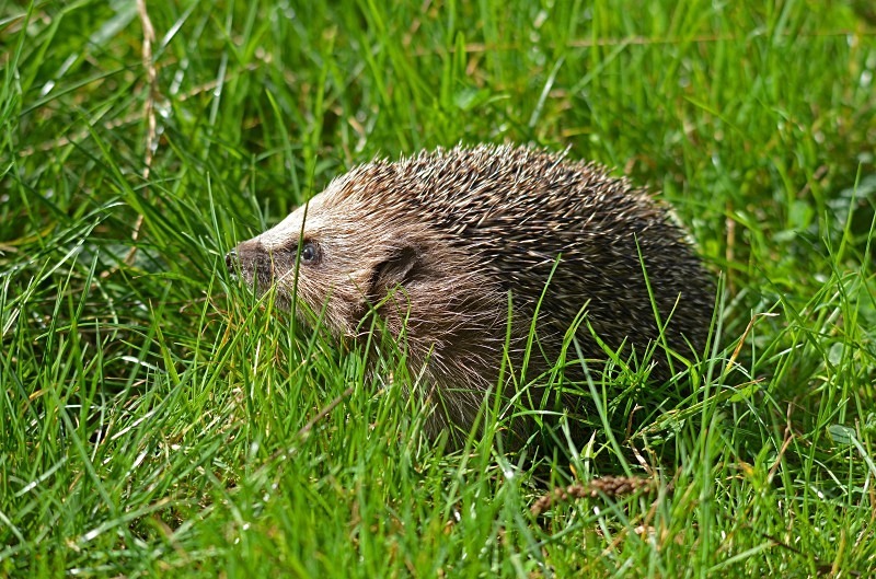 Hedgehog - Hedgehog