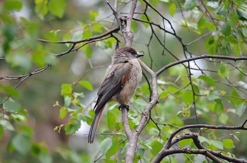 Siberian Jay - North Finland - part 1