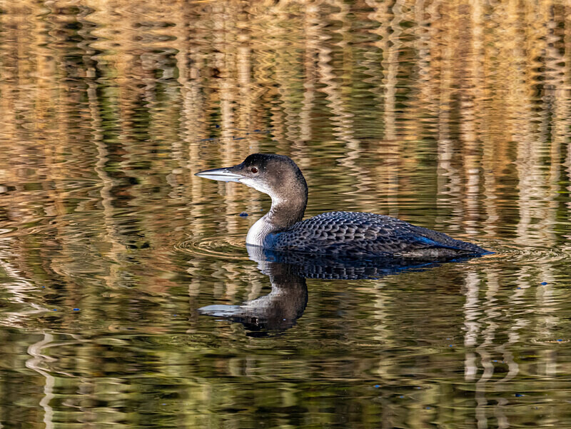 Great Northern Diver - Latest photos