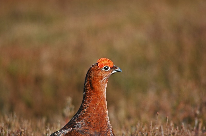 Red Grouse