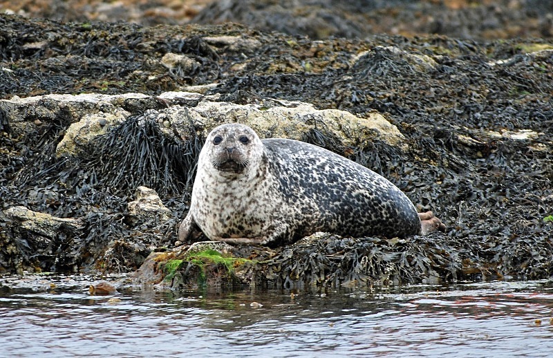 Common Seal - Common Seals