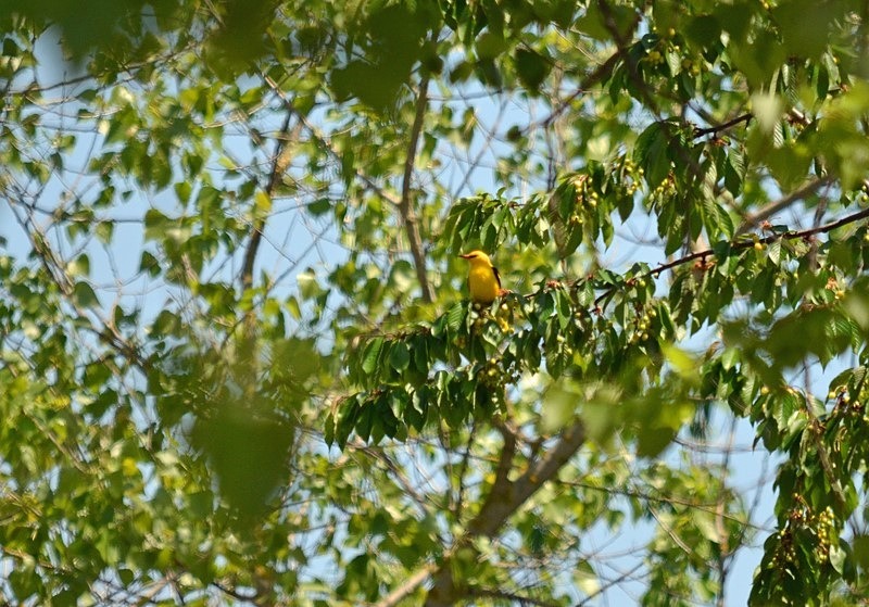 Golden Oriole - Bulgaria