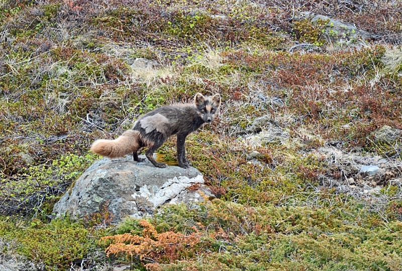 Arctic Fox - Westfjords