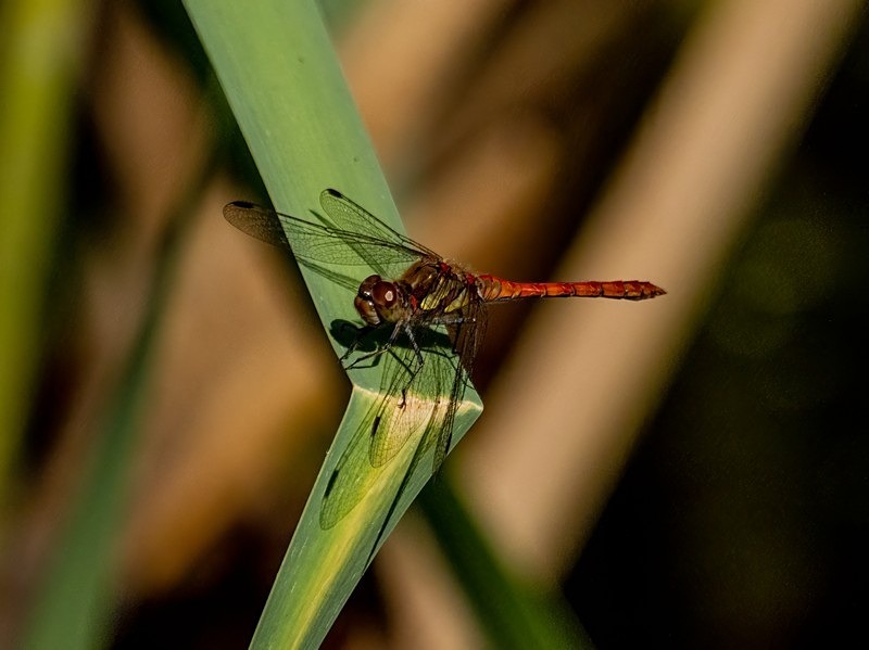 Common Darter - Dragonflies and damselflies