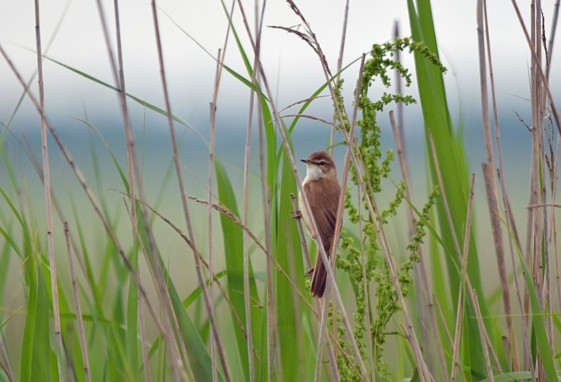 Paddyfield Warbler - Bulgaria