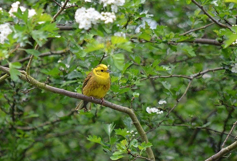 Yellowhammer - Buntings
