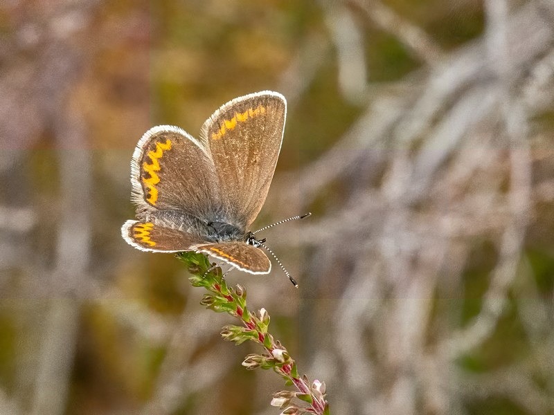 Silver-studded Blue - Butterflies