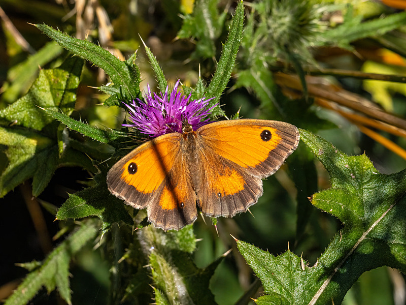 Gatekeeper - Latest photos