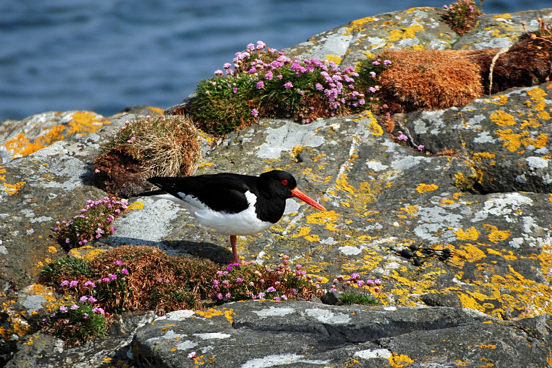 Oystercatcher - Oystercatchers