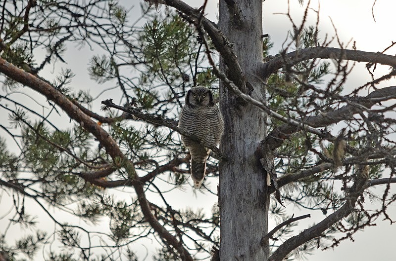 Northern Hawk Owl - North Finland - part 2