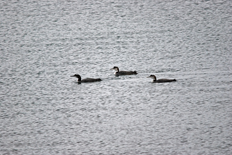 Great Northern Divers - Divers