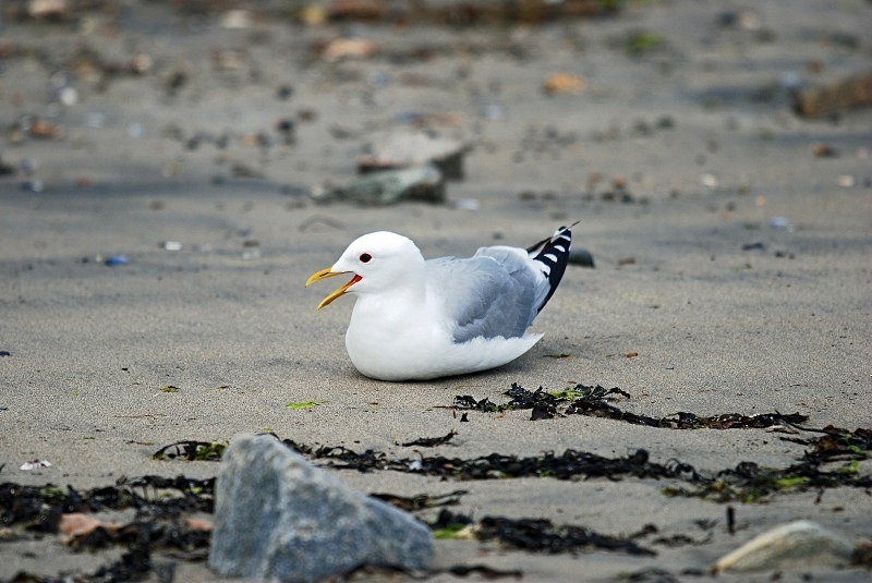 Common Gull - Gulls