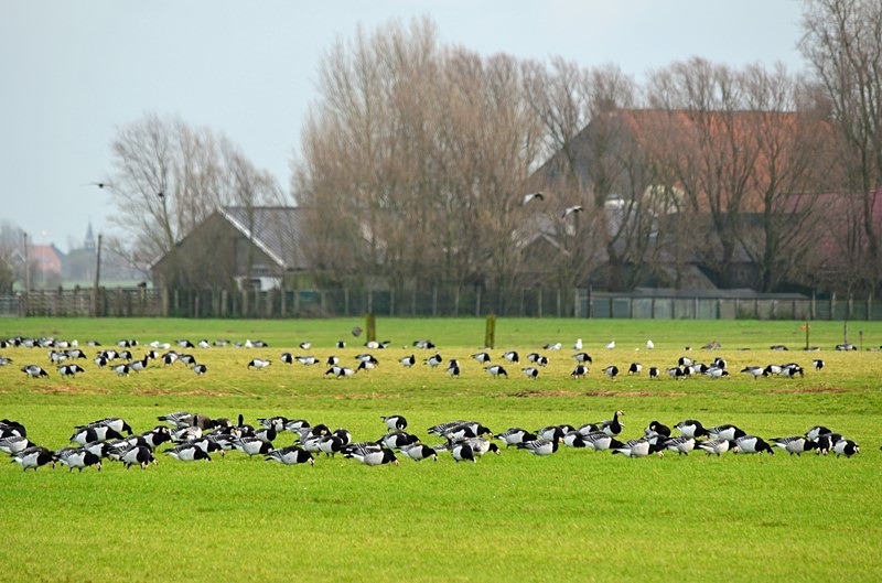 Barnacle Geese - Netherlands - December 2019