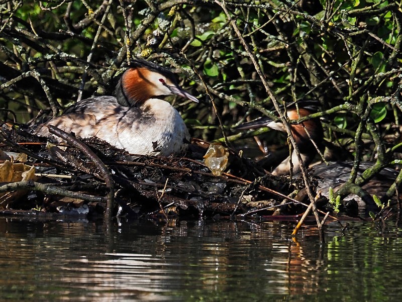 Great Crested Grebe - Grebes