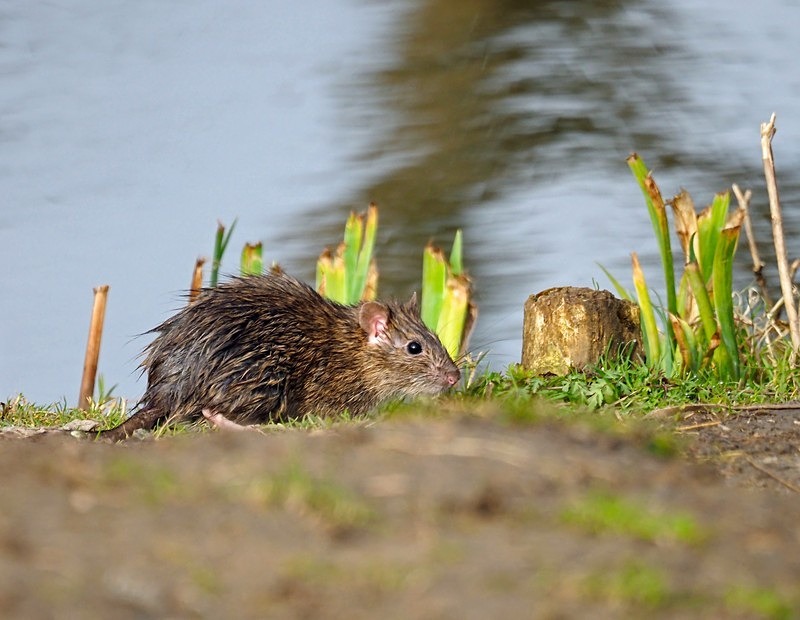 Brown Rat - Other mammals