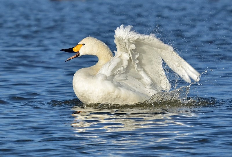 Bewick's Swan - Whooper and Bewick's Swans