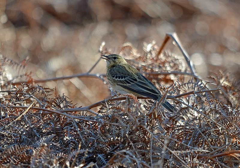 Tree Pipit - Pipits
