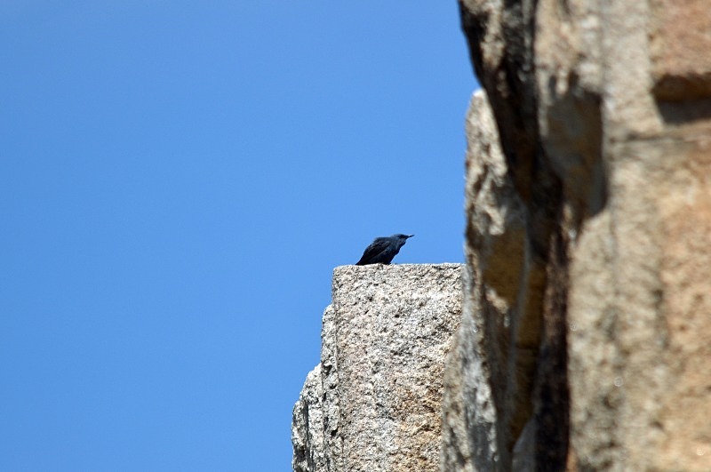 Blue Rock Thrush - South and west Spain - April and May 2012