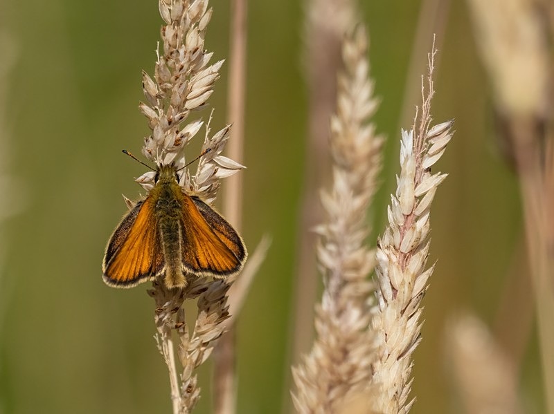 Essex Skipper - Butterflies